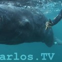 Female Sperm Whale & Calf Rescue