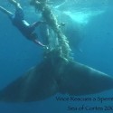 WorldsAquarium Invited to RABEN Advanced Whale Disentanglement Workshop