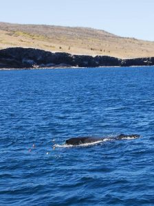 Juvenile humpback whale @ Isla Tortuga 2014