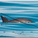 Will it take a miracle to save La Vaquita Marina: The Sea of Cortes’ almost extinct harbor porpoise?